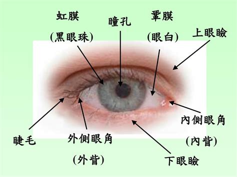 眼睛部位圖|認識眼睛構造 – 哈佛眼科診所